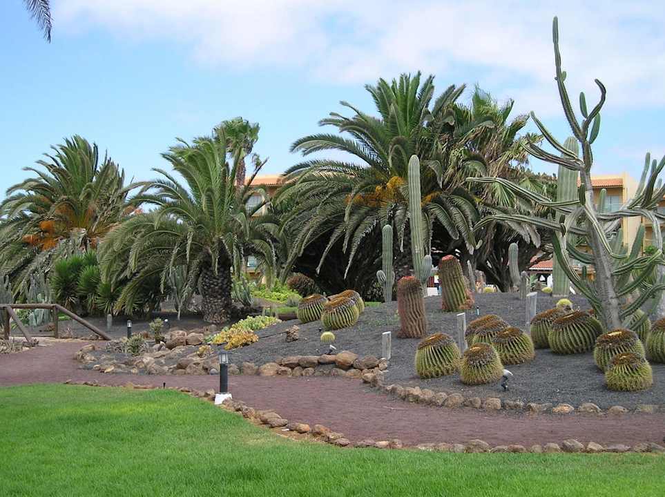 Kaktusy w hotelowym ogrodzie Barceló Fuerteventura Castillo
