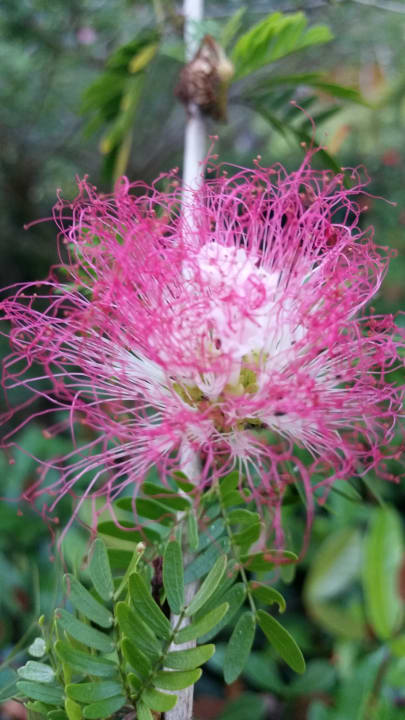 Gartenanlage Wyndham Alltra Samana