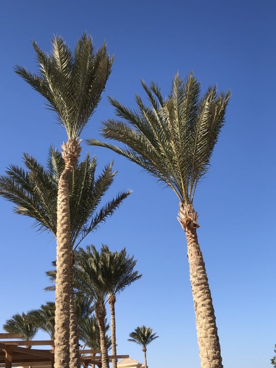 Gartenanlage Cleopatra Luxury Resort Makadi Bay