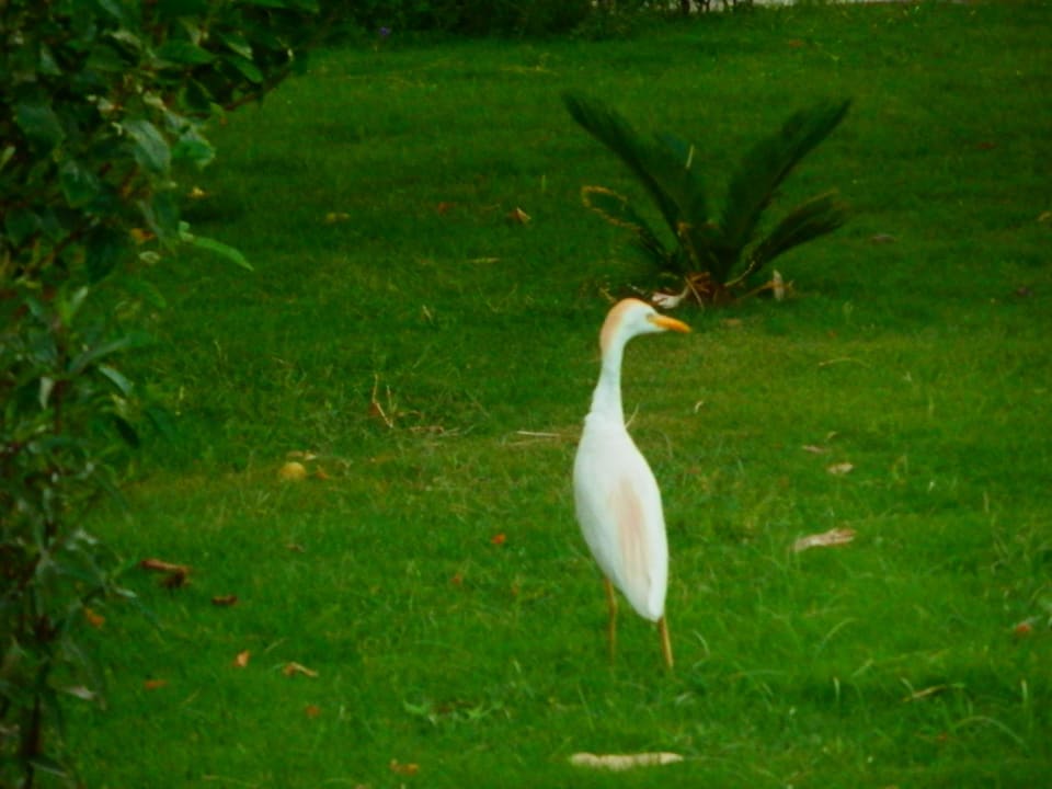 Птичка Shams Alam Beach Resort