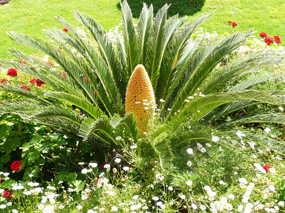 Gepflegte Anlage mit vielen Fotomotiven Pickalbatros Palace Resort