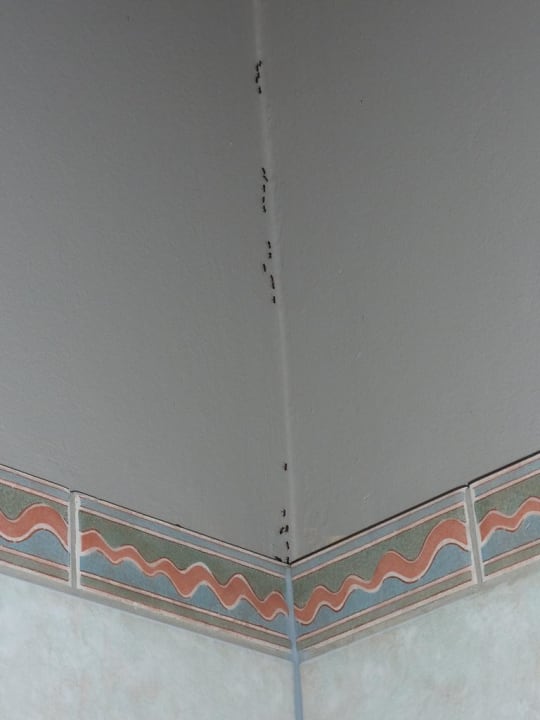 Ameisenstraße die Erste Hotel Mushara Lodge