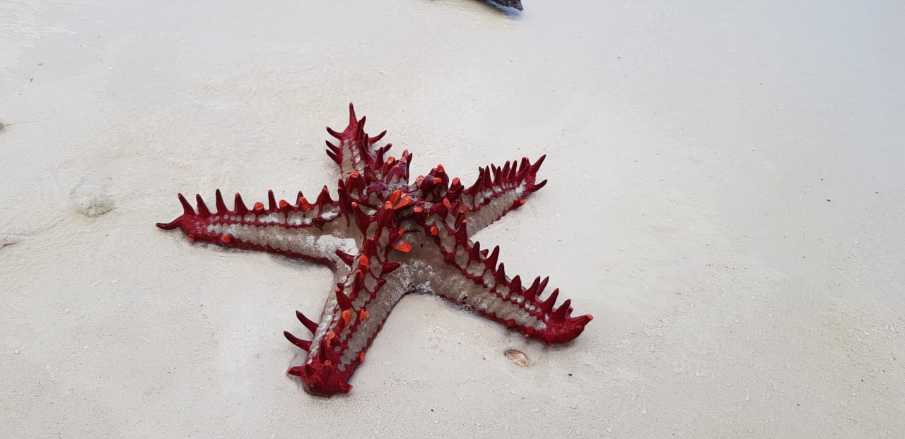 Sonstiges Royal Zanzibar Beach Resort