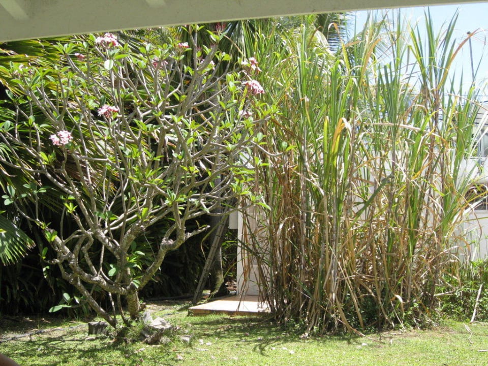 Ein Strauch neben unserem Bungalow Hotel Auberge Le Grand Large