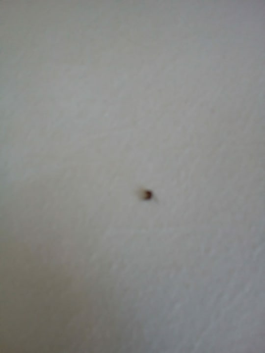 Zimmer Hotel Orfeus Park