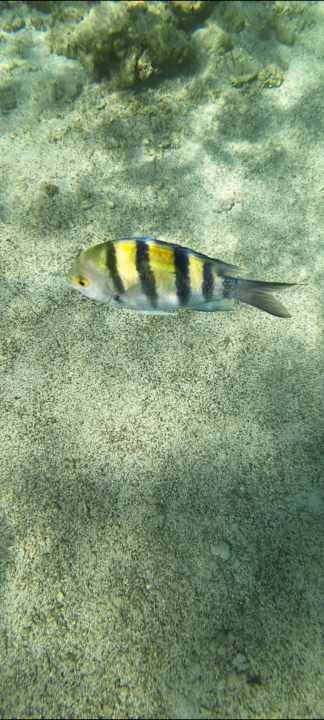 Strand Utopia Beach Club