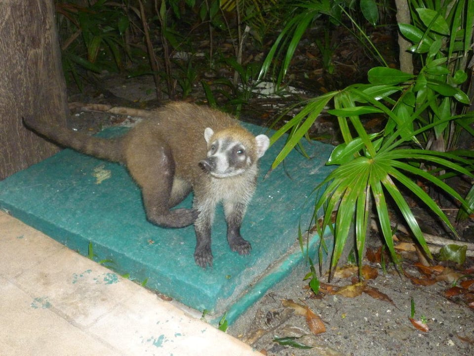 Die frechen Nasenbären Catalonia Playa Maroma
