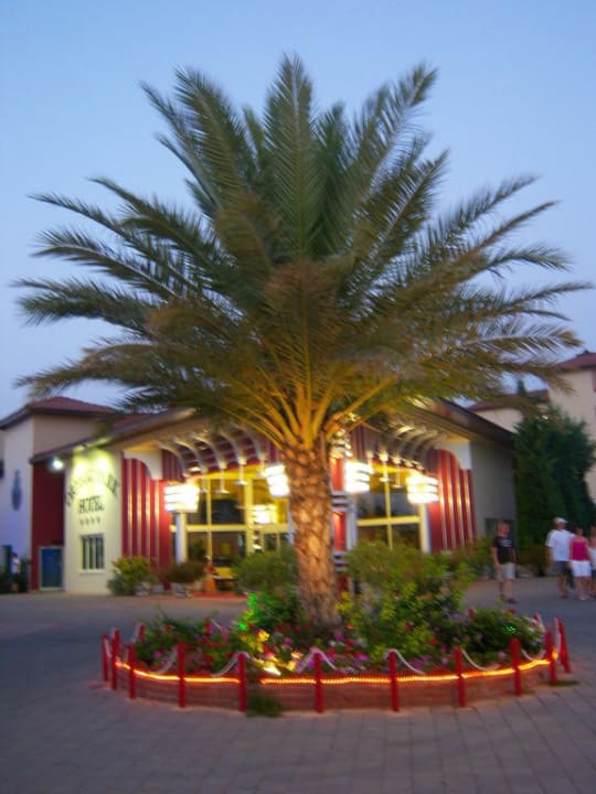 Palme am Eingang Hotel Orfeus Park