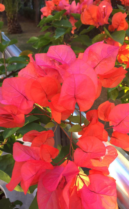 Gartenanlage Side Alegria Hotel & Spa - Adults only +16