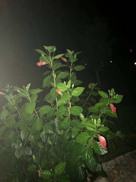 Gartenanlage Labranda Alantur Resort