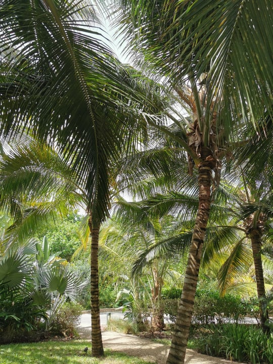Gartenanlage Zuri Zanzibar Hotel & Resort