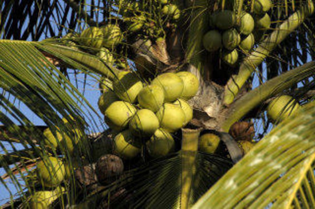 Kokospalmen Villa Shanti Beach