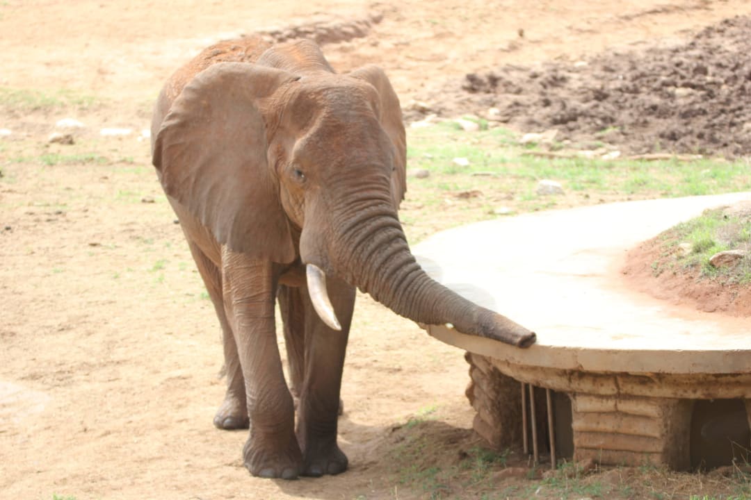 Ganz schön schwer der Rüssel Salt Lick Safari Lodge