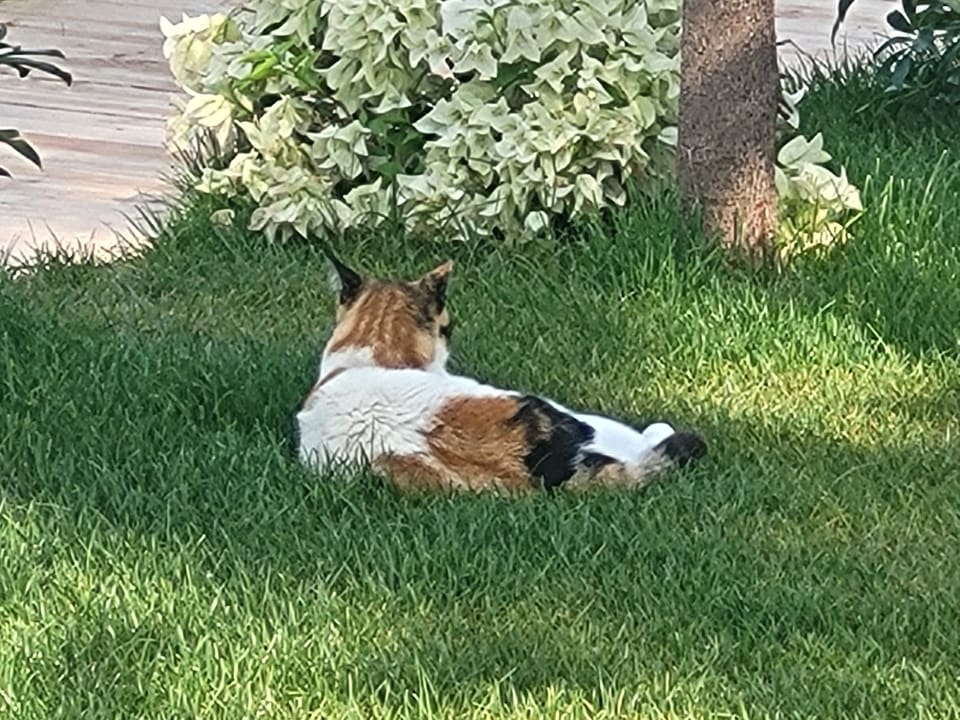 Gartenanlage Nerton Hotel - Erwachsenenhotel ab 16 Jahren