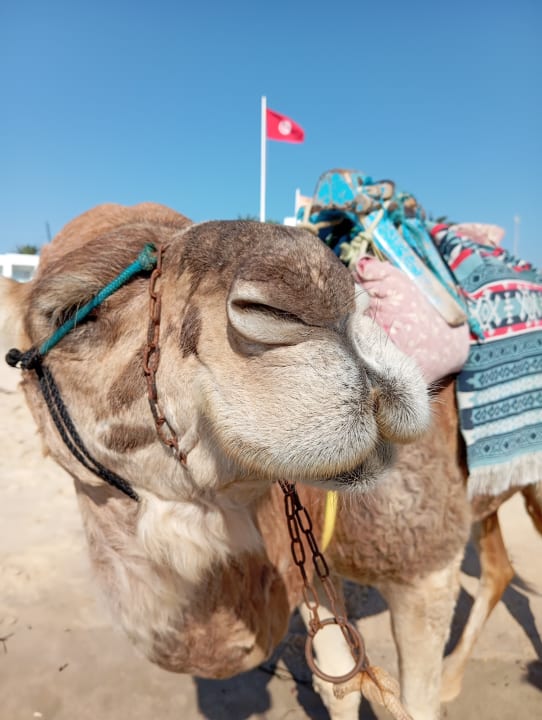 Strand Hotel Royal Nozha