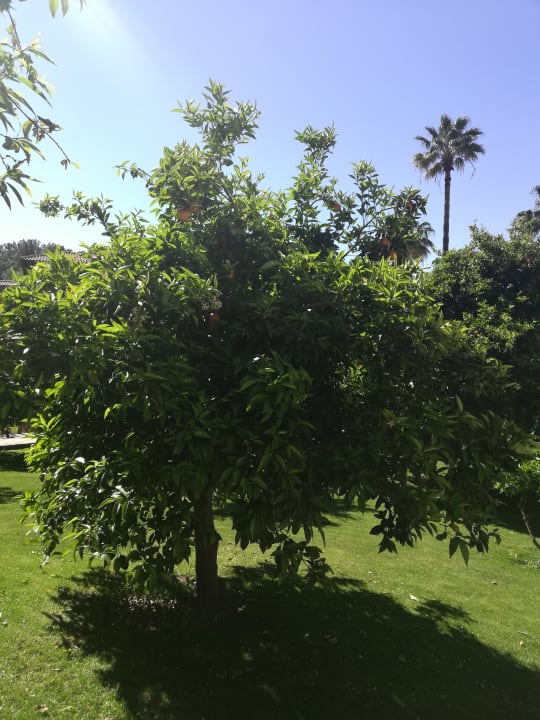 Gartenanlage Barut Hemera