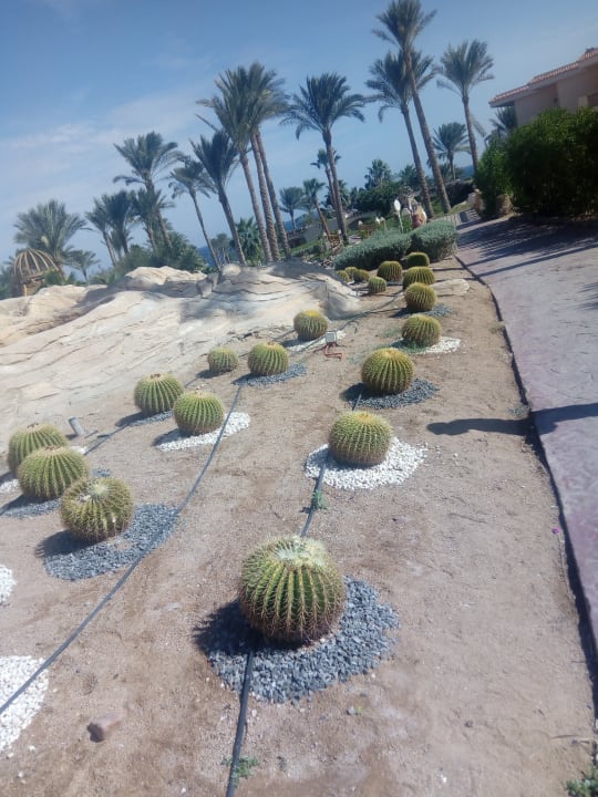 Gartenanlage Parrotel Beach Resort