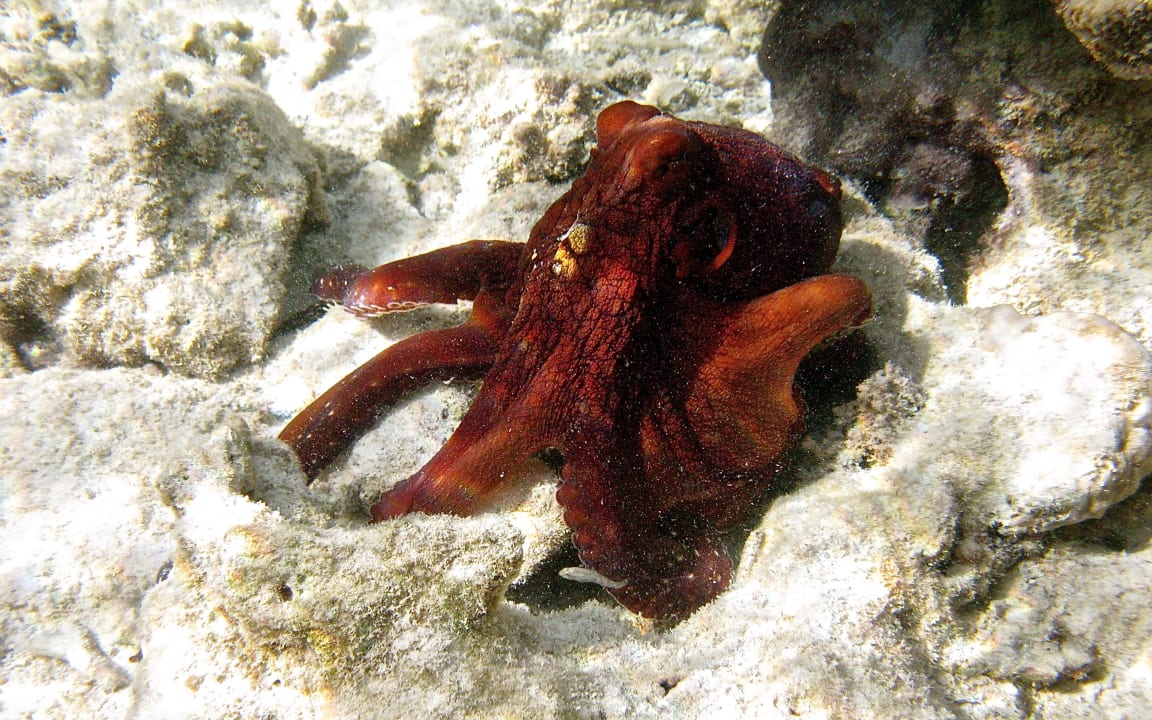 Strand Happy Life Village