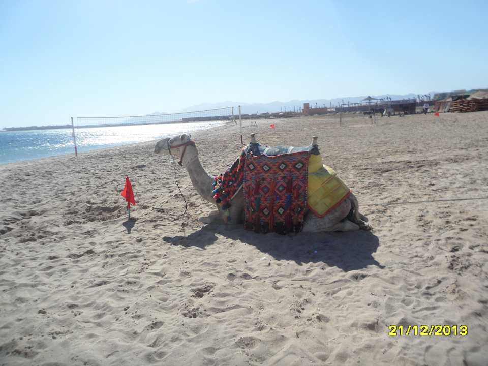 Можно прокатиться на верблюде Sentido Caribbean World Soma Bay