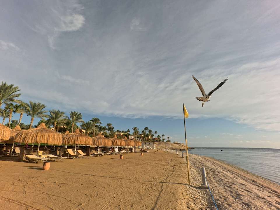 Strand Steigenberger Coraya Beach - Adults only