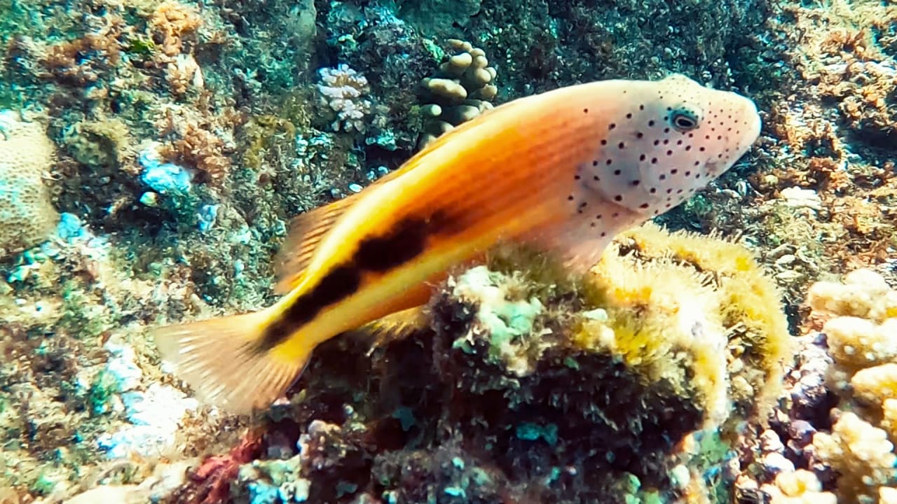 Sport & Freizeit Steigenberger Coraya Beach - Adults only