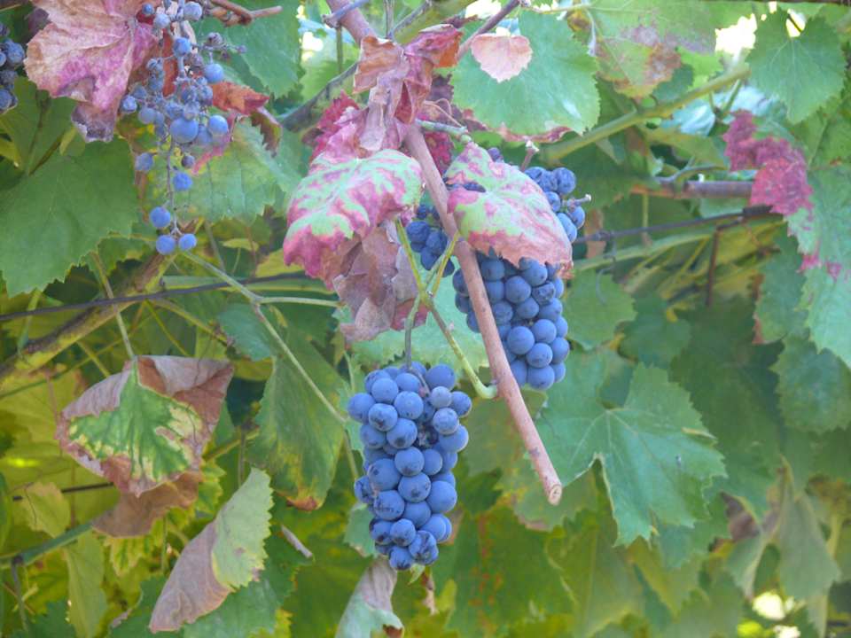 Weinreben Pension Quinta De Ribas