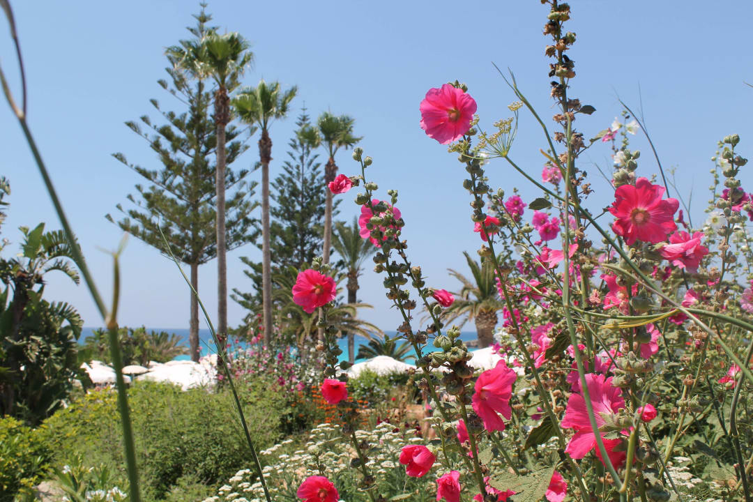 Blumen überall Hotel Nissi Beach Resort