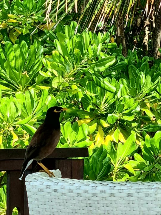 Sonstiges Ellaidhoo Maldives by Cinnamon