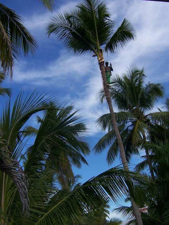 Palmenkletterer Grand Palladium Select Bávaro Resort & Spa