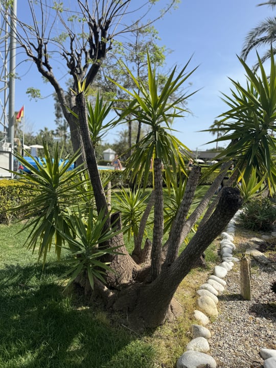 Gartenanlage Trendy Aspendos Beach Hotel