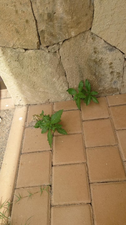 Zimmer Meliá Laguna Beach