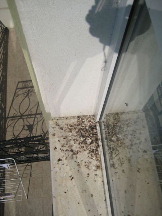 Verunreinigungen am Fenster Festa Pomorie Resort