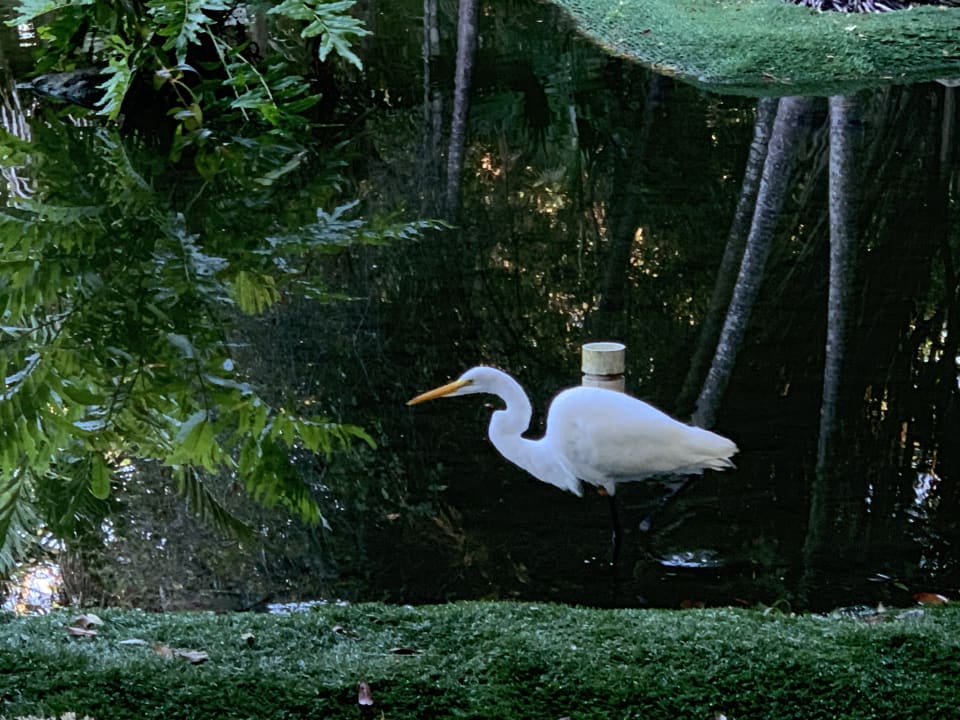 Gartenanlage Grand Palladium Kantenah Resort & Spa