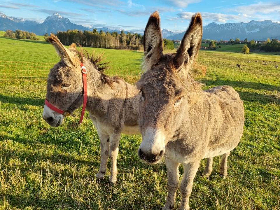 Sonstiges Ferienhof - Bauernhof Hefele