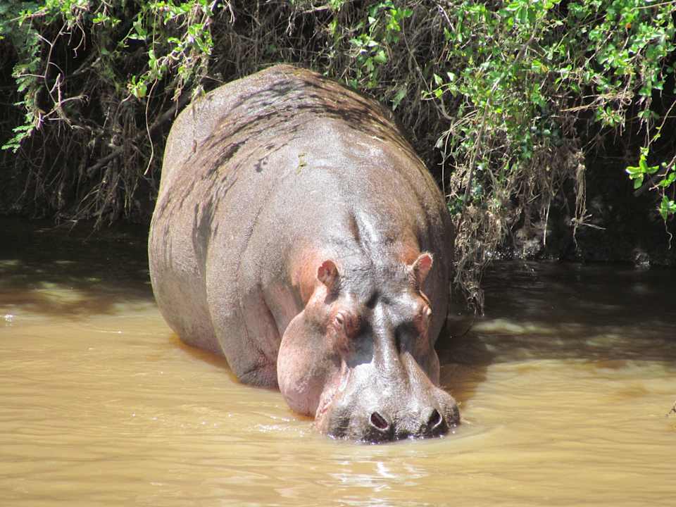Hippo Royal Mara Safari Lodge