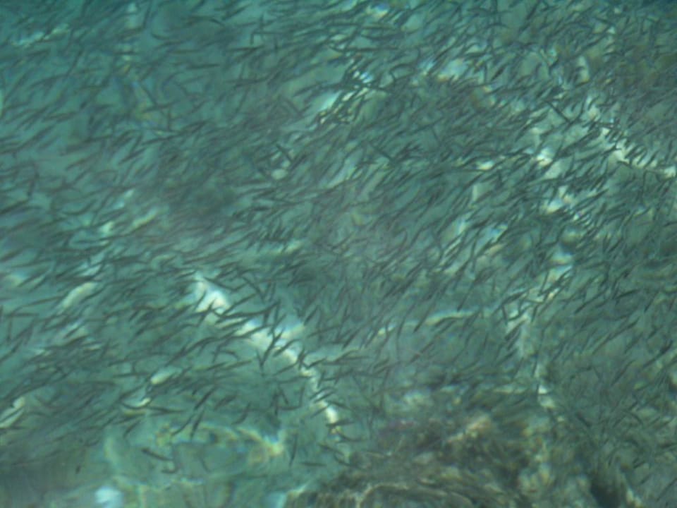 mehr fisch als wasser - vorna am riff Bel Air Azur Resort - Adults only