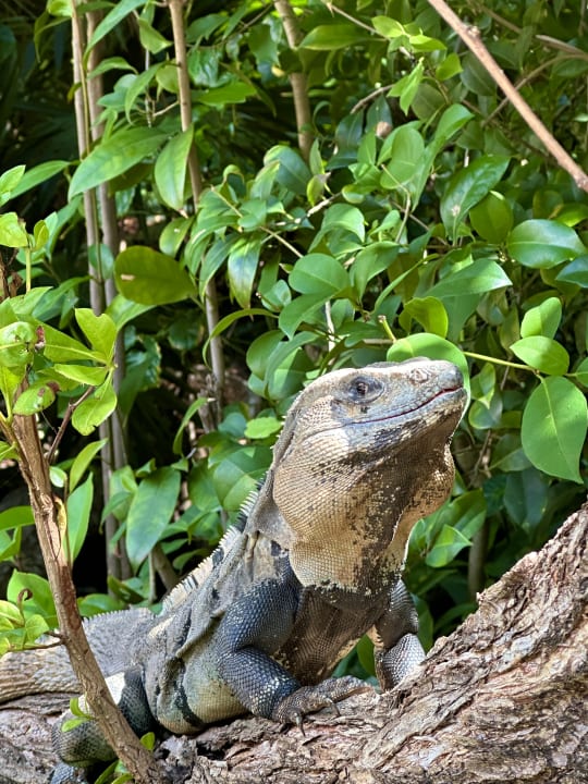 Gartenanlage Iberostar Waves Paraiso del Mar