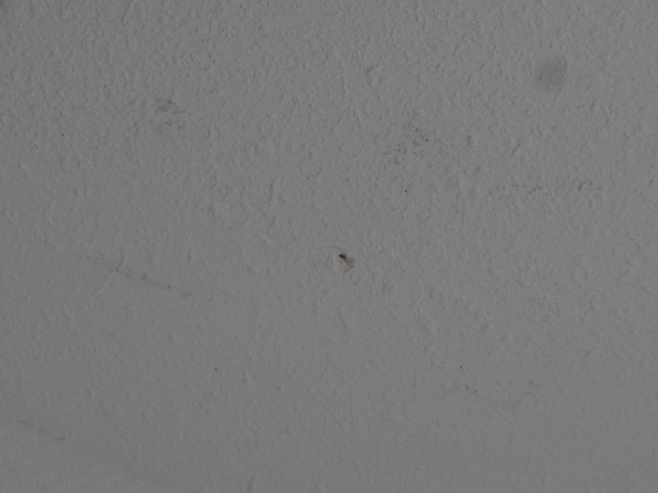 Tote Mücke 1 AKZENT Hotel Aufkirchen