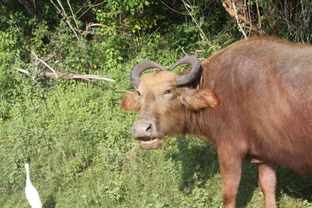 Sonstiges Hotel Jetwing Yala