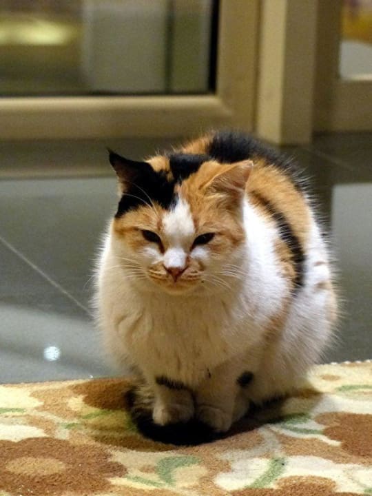 Glückskatze am Hoteleingang Sunis Kumköy Beach Resort Hotel & Spa