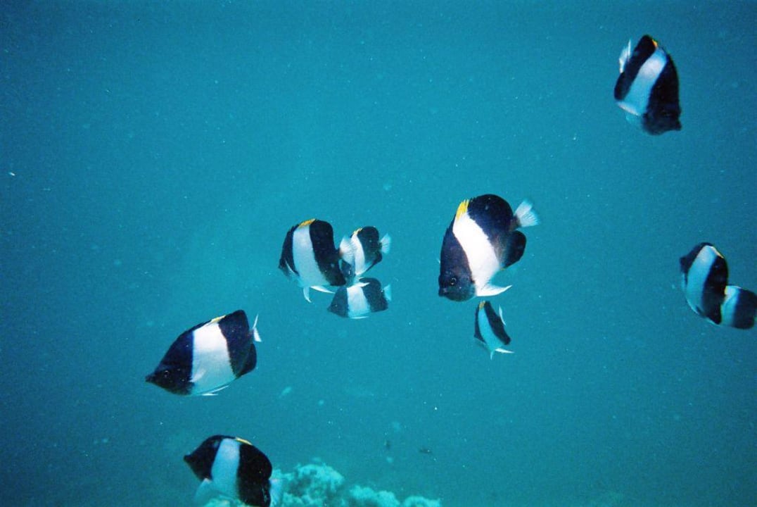 Schwarze Pyramiden-Falterfische beim Schnorcheln Eri Maldives