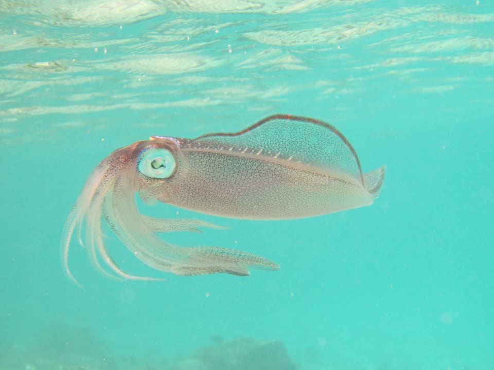 Baby Krake Adaaran Select Hudhuran Fushi - Premium All Inclusive