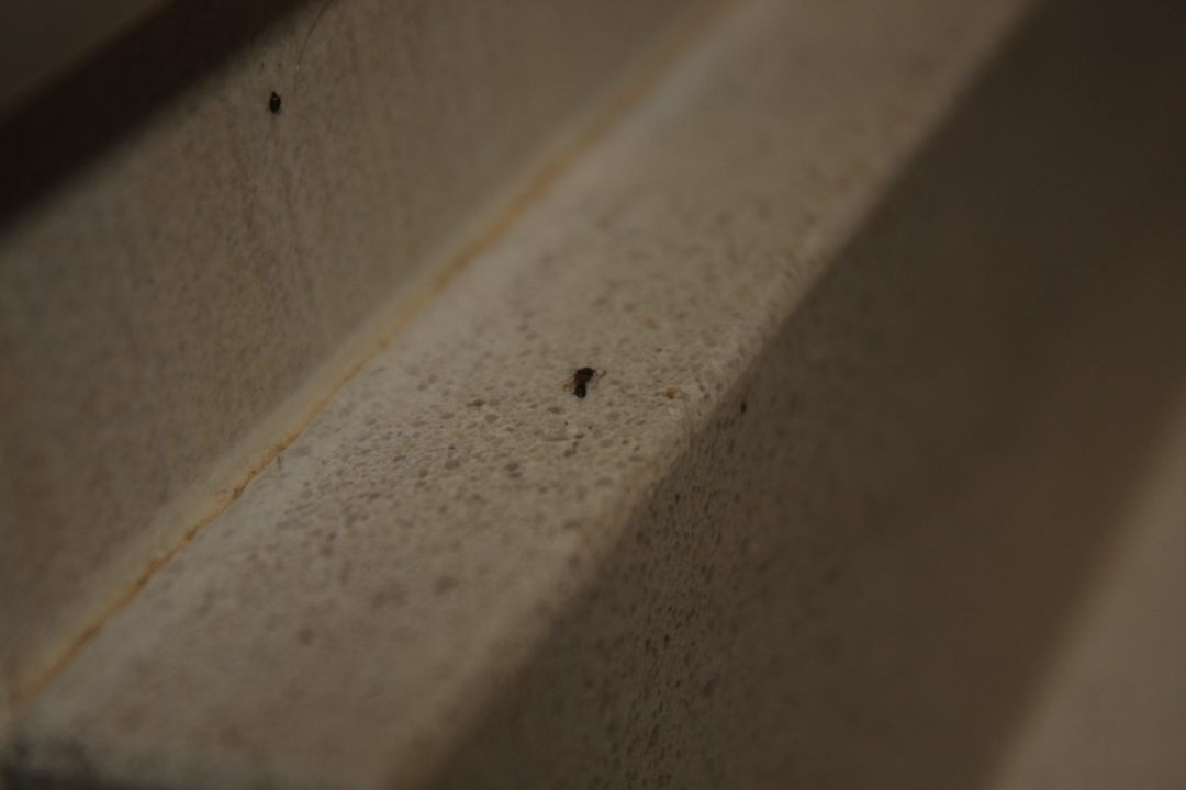 Tote& lebende Insekten im Bad Flacalco Hotel & Apartments