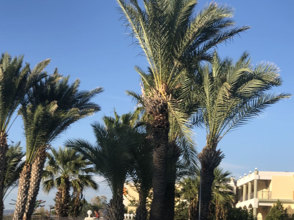 Ausblick Atrium Palace Thalasso Spa Resort & Villas