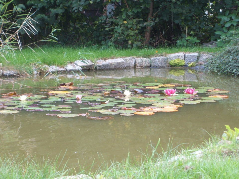 Gartenteich hinter dem Parkplatz Pension Deichgraf