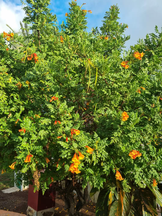 Gartenanlage Aldiana Club Fuerteventura
