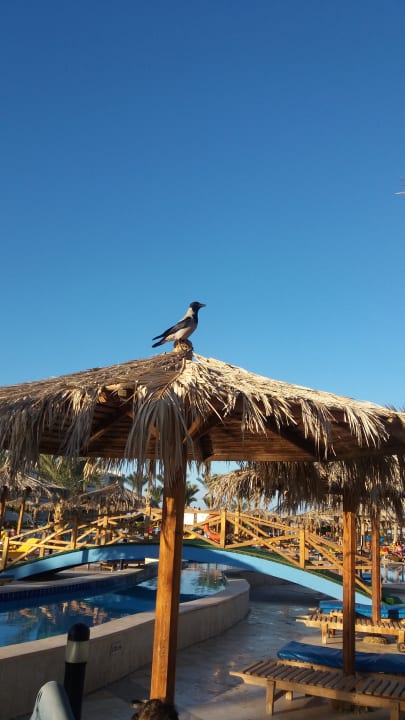 Gartenanlage Hurghada Long Beach Resort