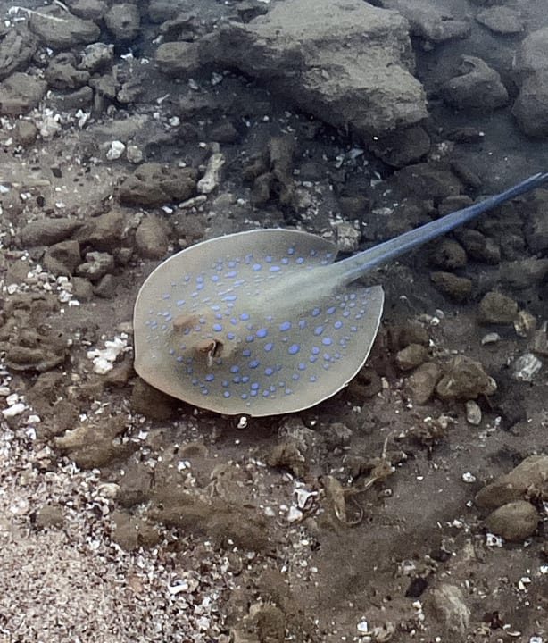 Sport & Freizeit Steigenberger Coraya Beach - Adults only