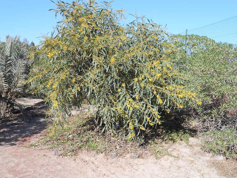 Erste Mimosenblüten im Februar Iberostar Waves Mehari Djerba