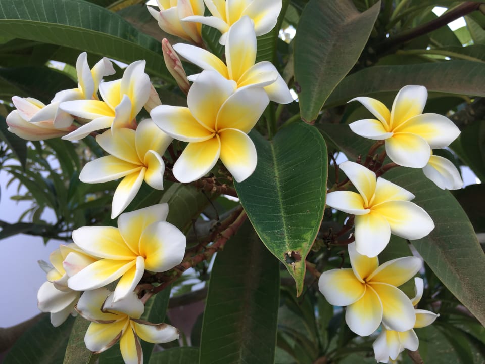 Gartenanlage Lahami Bay Beach Resort